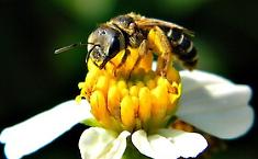 Domenica 12 aprile al parco con &ldquo;Amici delle api, amici del pianeta&rdquo;