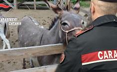 Asinelli rubati recuperati in un recinto a Piedimonte Etneo: due denunciati per abigeato