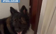 Catania, blitz tra droga e furti: Ares scova 3,5 chili di stupefacenti nascosti a casa della nonna, due ladri rintracciati in aeroporto