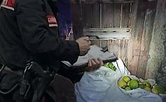 Spari e inseguimento per 150 kg di limoni nell'Acese: tre denunciati e una guardia giurata indagata
