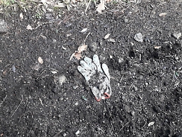 Monte Cicirello, Parco dell'Etna: aree boschive inquinate