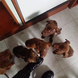 Messina: 6 cuccioli, incrocio di  Pitbull Red Nose,  cercano casa