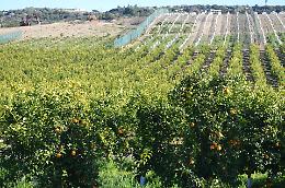 Uccisi in campagna, furti di arance e vendite abusive la piaga da combattere