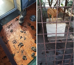 Catania, il canile lager dell'Oasi del Simeto: coppia denunciata