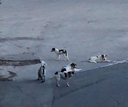 Piedimonte Etneo (Ct): avvelenati i cani del Borgo di Presa