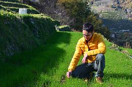 Le terrazze del grano per rilanciare l'agricoltura del futuro