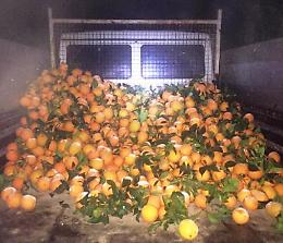 Cinque furti di arance in tre mesi: la vita impossibile di un agricoltore della Piana di Catania