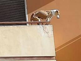 Trapani, pitbull denutrito avvistato, e poi sparito, da una casa abbandonata