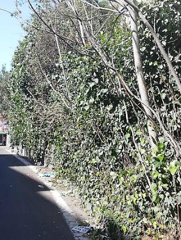 Catania Via Morelli, La fermata AMT c'è ma non si vede...