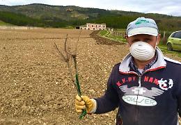 Diciassettemila piante di vite in terra confiscata alla mafia agrigentina