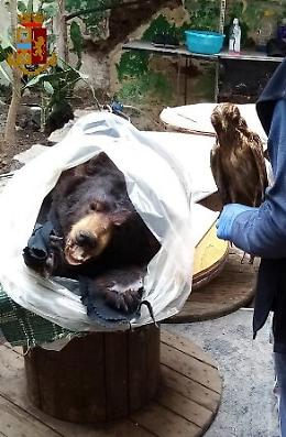 Catania, la lunga sfilza di reati di un pregiudicato che vendeva fauna protetta