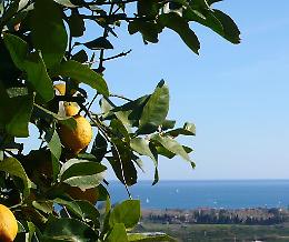 Il Limone dell'Etna verso il marchio Igp dell'Ue