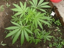 Piantagione di canapa indiana scoperta e distrutta negli Iblei