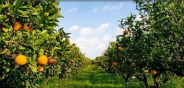 Coronavirus in Sicilia, stato di crisi per l'agricoltura e la pesca