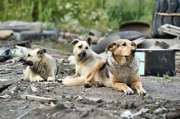 Lotta al randagismo, 3.500 cani saranno sterilizzati nel Catanese entro il 2019