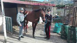 A cavallo contro un palo, multato il fantino spericolato di Palermo