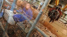 Differenziata  “spinta” e compostaggio, l'ambizioso piano rifiuti della Regione