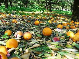 Maltempo, ok da giunta regionale alla richiesta di calamit&agrave; naturale per alcune province