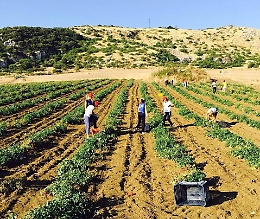 Protesta agricoltori, il governo siciliano istituisce l'Unità di crisi