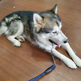 Palermo: troppi insetti nocivi a causa dell'eccessivo inquinamento in citt&agrave;