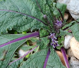 Mandragora, la pianta dalle proprietà allucinogene