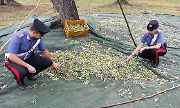 Sciacca:  raffica di furti di olive, i produttori chiedono aiuto