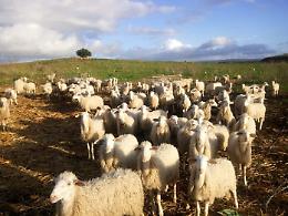 Coronavirus, pasticcerie chiuse, zootecnica agrigentina in ginocchio