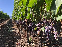 Enologia, un oro e due argenti a Londra per tre vini Al-Cant&agrave;ra