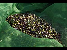 Raccolta delle olive, la Sicilia segna un +38% rispetto all'anno scorso