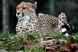 Giornata fauna, da tigri a leoni grandi felini a rischio