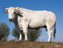 Modica, quindicenne incornato da un bovino: è in gravi condizioni