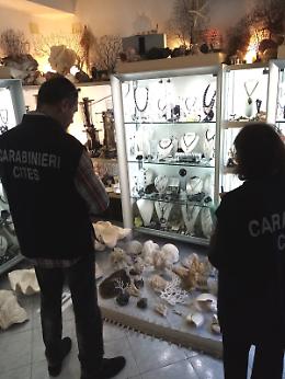 Coralli e denti di squalo bianco in vendita a Vulcano: sequestrati