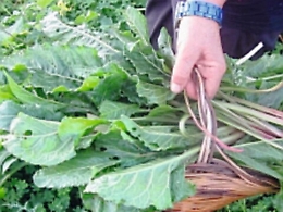 Le erbe spontanee: imparare a raccoglierle e a cucinarle