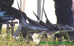 Palermo, in vendita per strada spadini e specie protette di uccelli