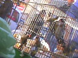 Palermo, la denuncia del Cabs: «Fauna selvatica protetta in vendita al Ballarò»