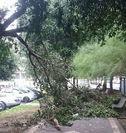 Catania, ramo caduto in piazza Montessori: il Comune, ancora, non provvede
