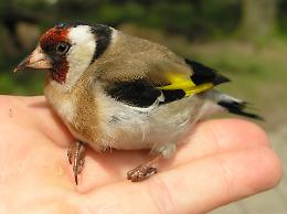 Allevamenti di cardellini in garages abusivi a Librino: due denunce
