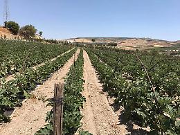 Grido d'allarme delle imprese agricole: si rischia di perdere i fondi europei