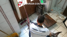 Pesce spada di 30 chili privo di tracciabilit&agrave; sequestrato nel Messinese