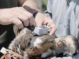 Otto aquilotti con il Gps