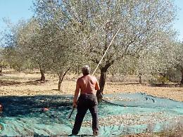 Per l'olio un'annata disastrosa