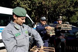 Palermo, Forestale libera 500 uccelli da allevamento clandestino