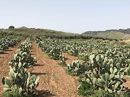 San Cono, un essiccatoio in "salsa siciliana" per le pale di fico d'india