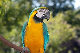 Un pappagallo di specie protetta salvato nella zona della Cala a Palermo
