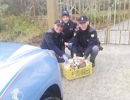 Gela, poliziotti salvano cucciolo rischiava di annegare