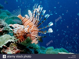 Il pesce scorpione nel Mar Mediterraneo