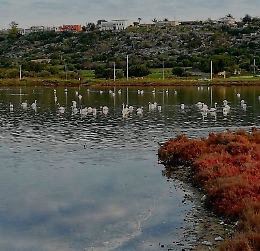 Augusta: i fenicotteri rosa nelle ex saline
