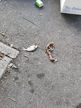 Il degrado pi&ugrave; totale delle vie di Catania