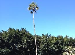 Palme "pericolose" in piazza Roma a Catania