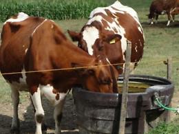 Zootecnia dell'ennese da innovare